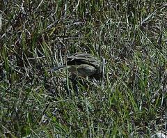 Galerida magnirostris magnirostris