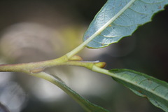 Salix gmelinii