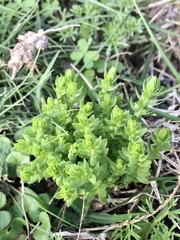 Lysimachia verna