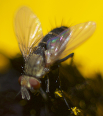 Clausicella setigera