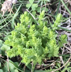 Lysimachia verna