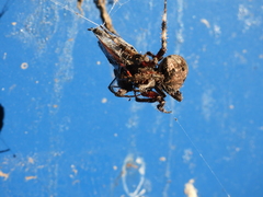 Araneus bicentenarius