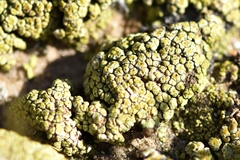 Acarospora schleicheri