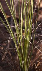 Trachyandra gracilenta