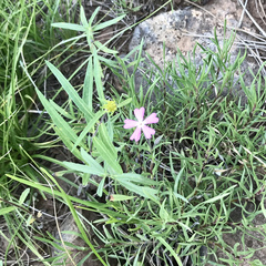 Phlox woodhousei