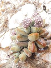 Crassula sericea