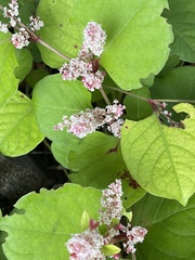 Reynoutria japonica