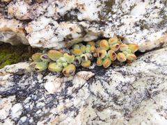 Crassula sericea