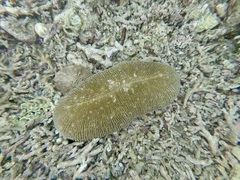 Ctenactis echinata