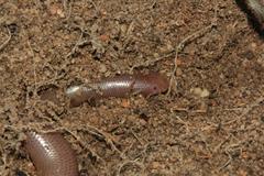 Rhinotyphlops lalandei
