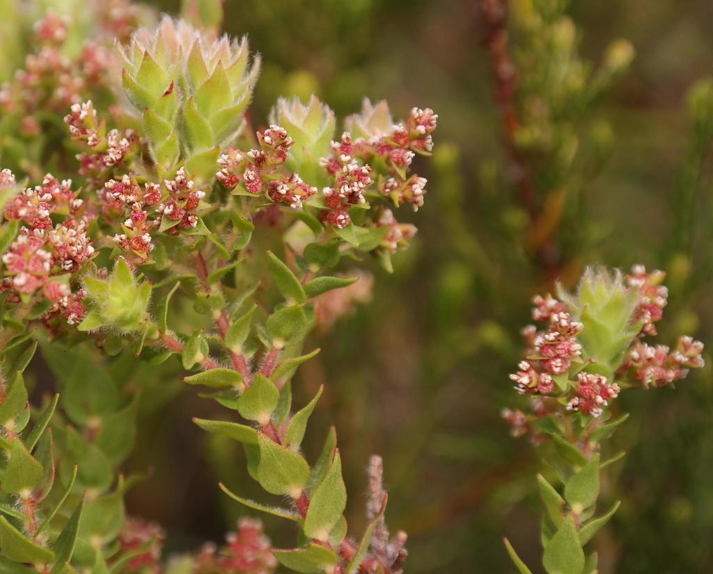 Eastern Streambush