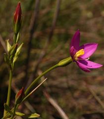 Chironia jasminoides
