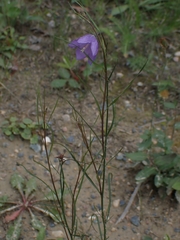 Campanula petiolata