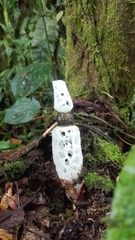 Staheliomyces cinctus