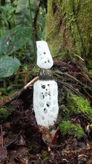 Staheliomyces cinctus