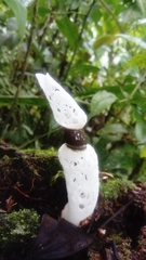 Staheliomyces cinctus