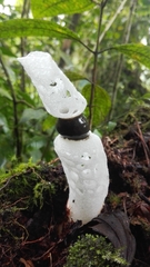 Staheliomyces cinctus