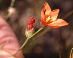 Gladiolus brevitubus
