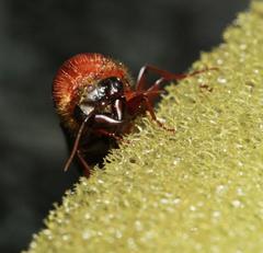 Dorylus helvolus