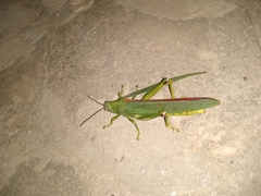 Tropidacris cristata grandis