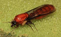 Dorylus helvolus