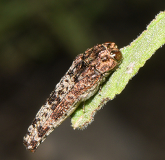 Dismorpha fossulata