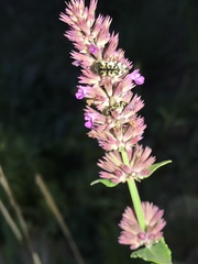 Agastache breviflora