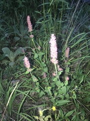 Agastache breviflora