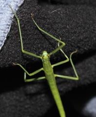 Bacillidae