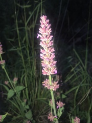 Agastache breviflora