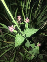 Agastache breviflora