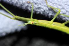 Bacillidae