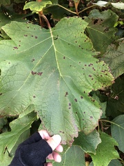 Cercospora hydrangeae