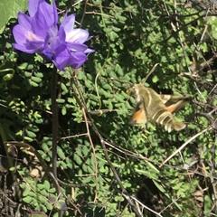 Proserpinus clarkiae