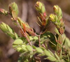 Gnidia humilis