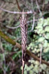 Carex corynoidea