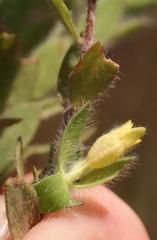 Gnidia humilis