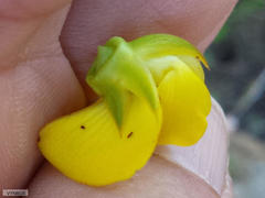 Cyclopia genistoides