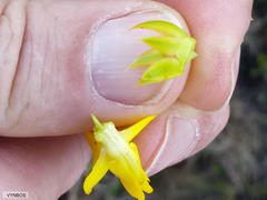 Cyclopia genistoides