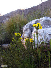 Cyclopia genistoides