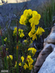 Cyclopia genistoides