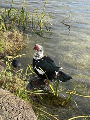 Cairina moschata domestica
