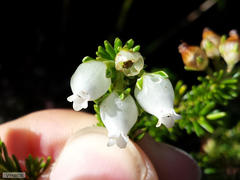 Erica physodes