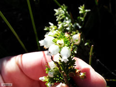 Erica physodes