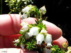 Erica physodes