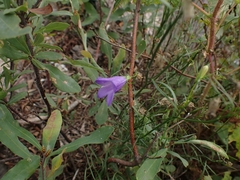 Campanula petiolata