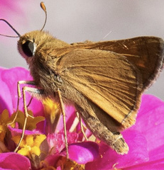 Atalopedes campestris