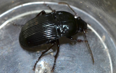 Abax ovalis