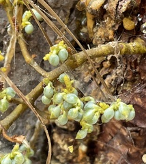 Arceuthobium littorum