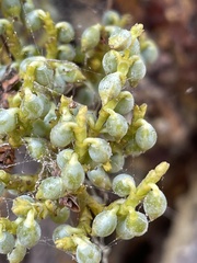 Arceuthobium littorum